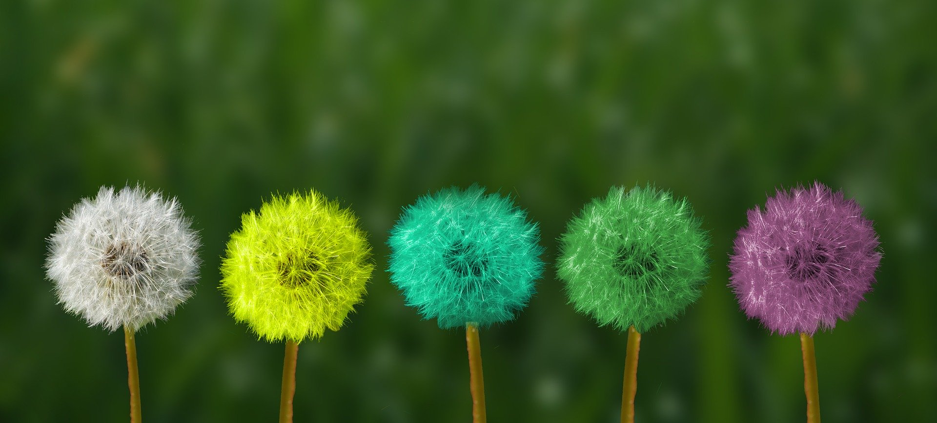 dandelion-2817950_1920